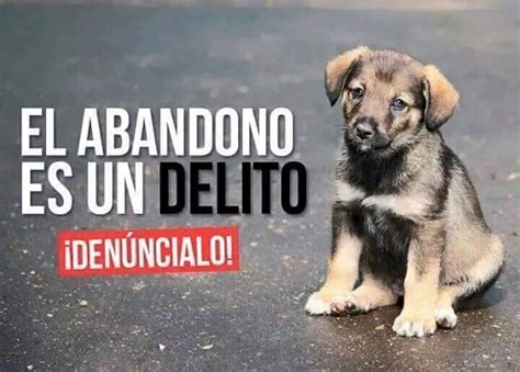 Sabías que el maltrato y abandono de animales en un DELITO Si