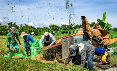 Wv Palay Output Up