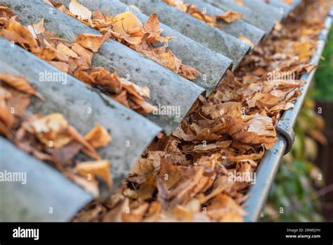 Rain Gutter Full Of Autumn Leaves Stock Photo Alamy