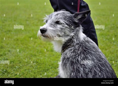 Black shaggy dog hi-res stock photography and images - Alamy