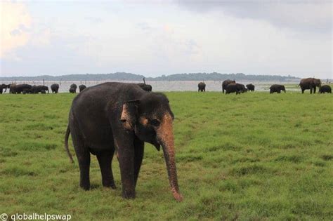 Wild elephants in Kaudulla National Park, Sri Lanka