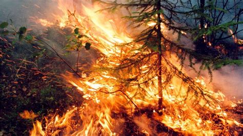 Crece La Superficie De Incendios En Siberia Hasta Decenas De Miles De