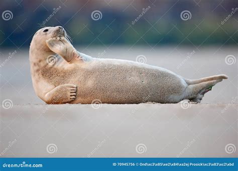 Atlantic Grey Seal, Halichoerus Grypus, Detail Portrait, at the Sand Beach, Cute Animal in the ...