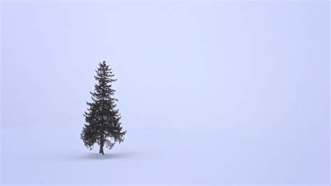 Christmas Tree Snow Stock Video Footage for Free Download