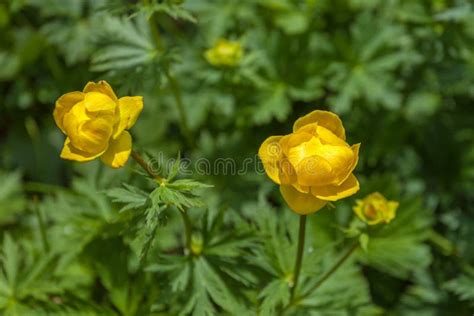 Fecho Das Flores Amarelas Num Prado Montanhoso Monte Resettum Friuli