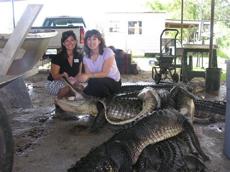 Louisiana Gator Hunting