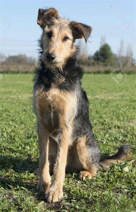 Airedale Terrier Mix Information | PETSIDI