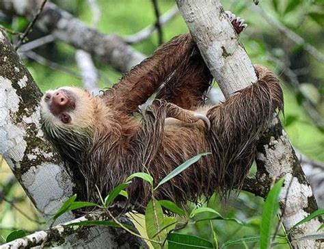 What Do Sloths Eat? | Sloths Diet By Types | What Eats Soths?