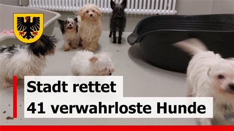 Veterin Ramt Rettet Mehr Als Hunde Aus Einer Wohnung In Dortmund