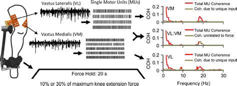 Recordings And Data Analysis High Density Surface Emg Signals