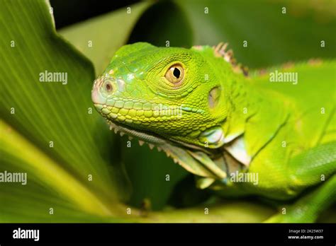 Green Iguana Female Iguana Iguana Tortuguero Costa Rica Wildlife