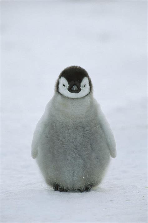 Emperor Penguin Chick Portrait Photograph by Konrad Wothe