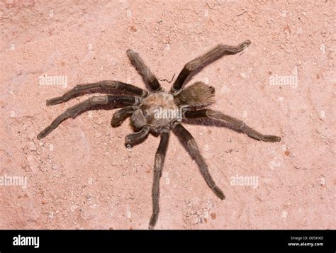 Desert Tarantula Aphonopelma Chalcodes Crossing Path Zion National