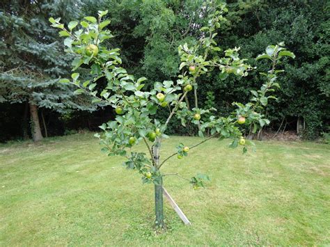 How To Prune Young Apple Trees In Spring