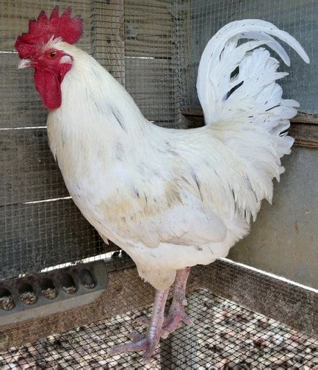 Brown Leghorn Chickens