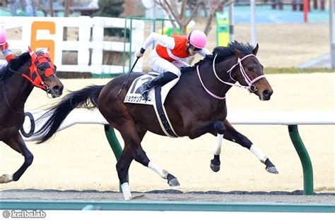 ショウナンアーチー Shonan Archie 競走馬データベース 競馬ラボ