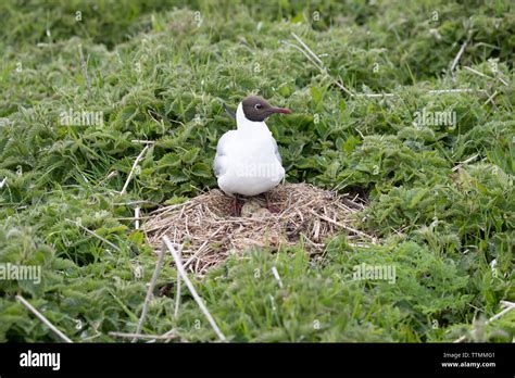 Black Headed Gull Eggs Hi Res Stock Photography And Images Alamy