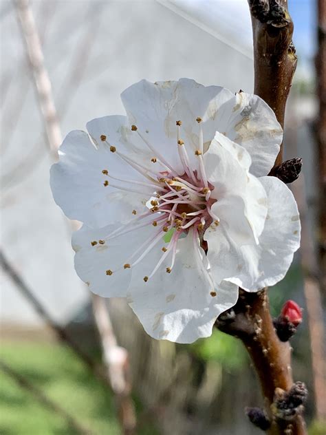 Apricot Blossom Apricot Blossom Types Of Flowers Blossom