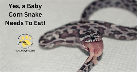 How to Care For a Baby Corn Snake [baby corn snake care tips for ...