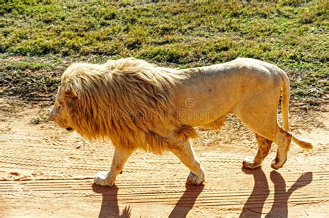 African white lions stock photo. Image of safari, lion - 165336602