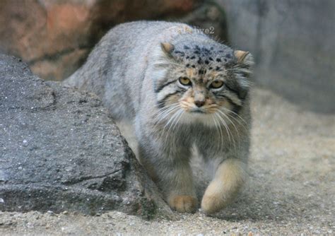 マヌルネコさん In 王子動物園 20080327 Lala Live 2