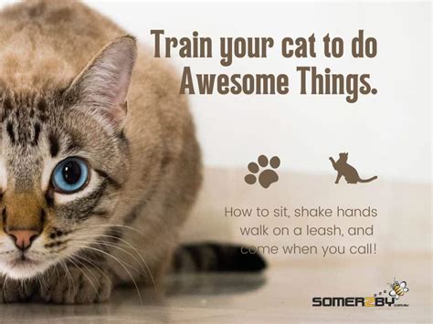 How To Train Your Cat To Do Awesome Things