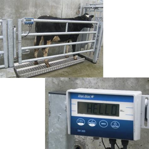 Livestock Weighing Scales Kellihers Feeds