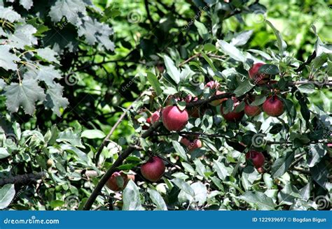 Apple Idared On A Branch Of A Tree Stock Image Image Of Apple Nature