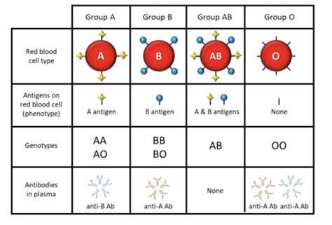 IL 2: BLOOD ANTIGENS AND BLOOD TYPING Flashcards | Quizlet