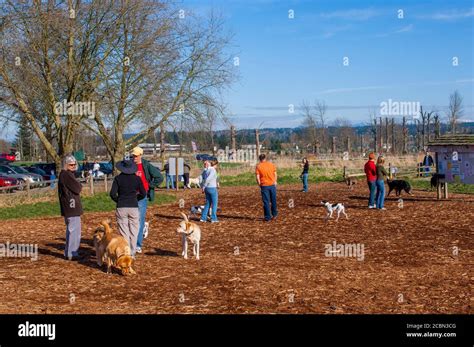 People With Dogs At The 40 Acre Off Leash Dog Park In Marymoor Park