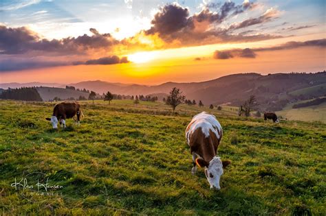 Glückliche Kühe Fotografie Klaus Hansen