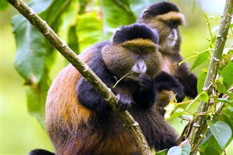 Golden Monkeys In Uganda Uganda Safaris Tours Uganda Tours