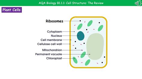 Animal Cell Diagram Gcse Aqa