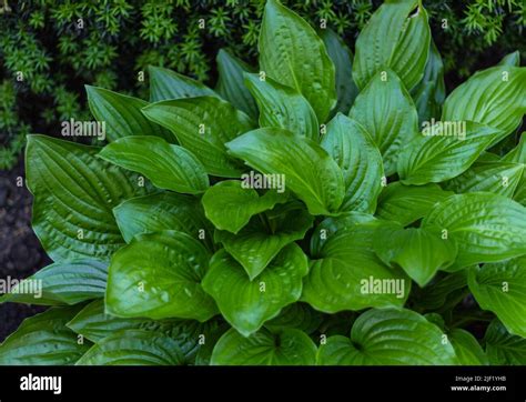 Hosta Funkia Plantain Lilies In The Garden Close Up Green Leaves Of A