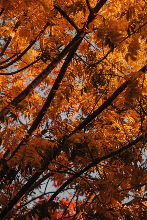 Kostenlose Hintergrundbilder Baum Branch Blatt Laub Herbst Bilder