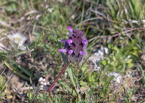 Orphan Nettle Wildflower Blooms At - Free photo on Pixabay