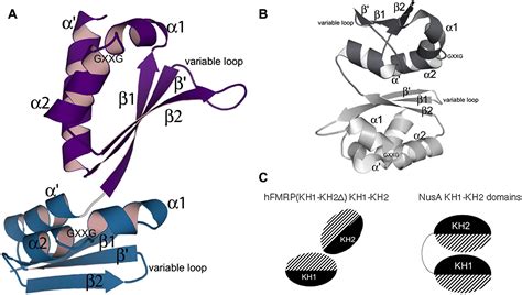 Fragile X Mental Retardation Syndrome Structure Of The Kh Kh Domains