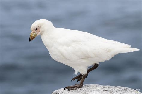 Falkland Islands Wildlife | Falklands nature photo trip | Far South Exp