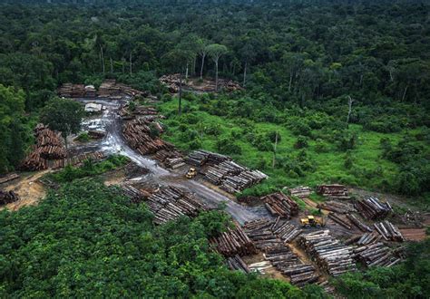 88 do desmatamento da Amazônia em MT nos últimos 12 anos foi ilegal