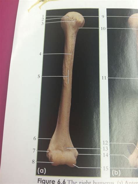 Posterior View Of The Right Humerus Greater Tubercle Lesser