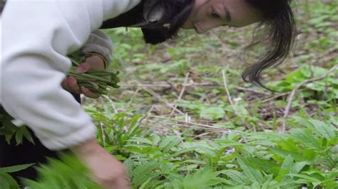 又到了吃野菜的季节了，今天找到了我最爱吃的几种野菜，这些你都吃过吗？最近你吃野菜了吗？ Youtube