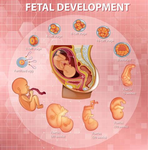 Etapas Del Desarrollo Embrionario Humano Etapas Del Desarrollo Desarrollo Prenatal Temas De