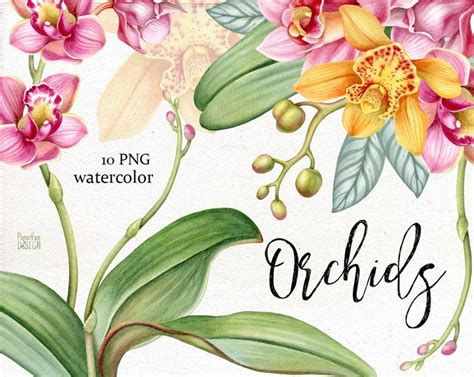 Watercolor Orchids Clip Art Tropical Yellow Pink Orchid Flowers And