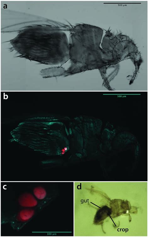 Evolution Multiple Acquisition And Localization Of Endosymbionts In