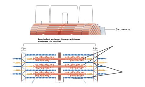 skeletal myofibrils Diagram | Quizlet