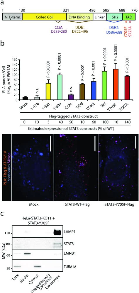 Stat Interacts With V Atpase Via Its Coiled Coil Domain A Domain