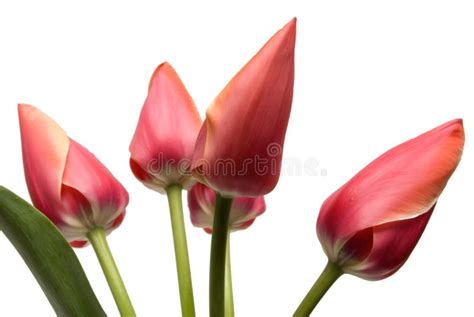 Flower Tulip Of Red Color Picture Image 4923835