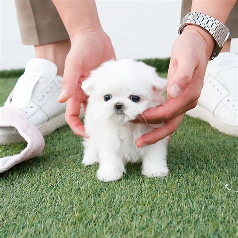 How Big Does A Rolly Teacup Puppies Get