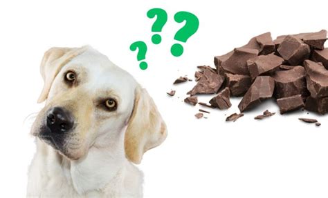 Why Can't Dogs Eat Chocolate And Signs Of Chocolate Poisoning