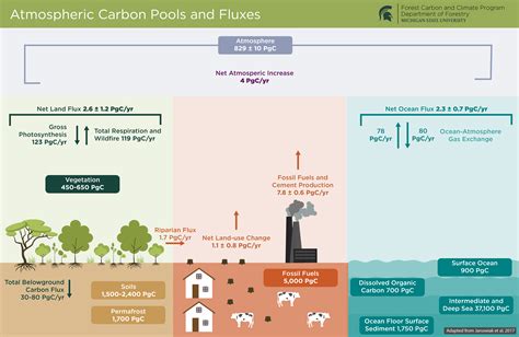 Ecological Diagrams Forest Carbon And Climate Program